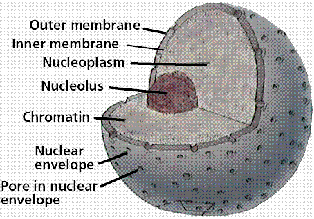 648_the nucleus.gif